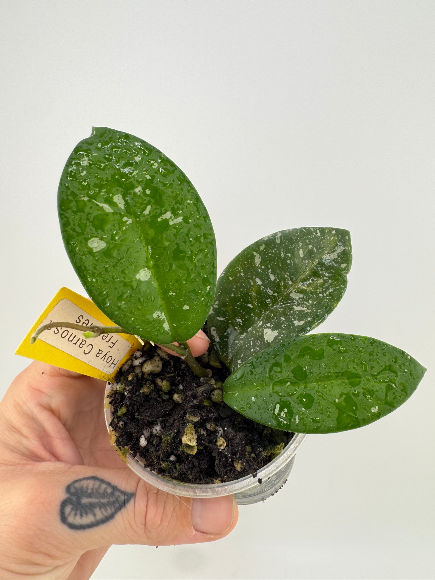 Hoya Carnosa ‘Freckles’