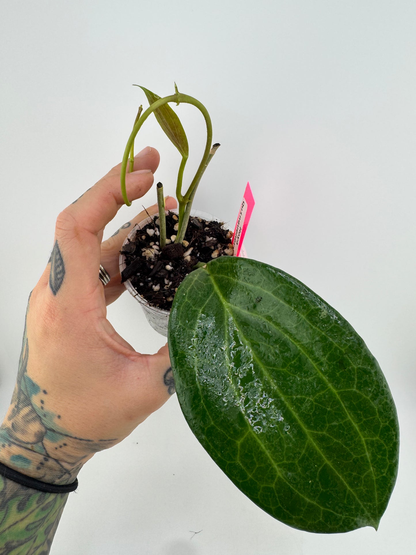 Hoya Quinquenervia