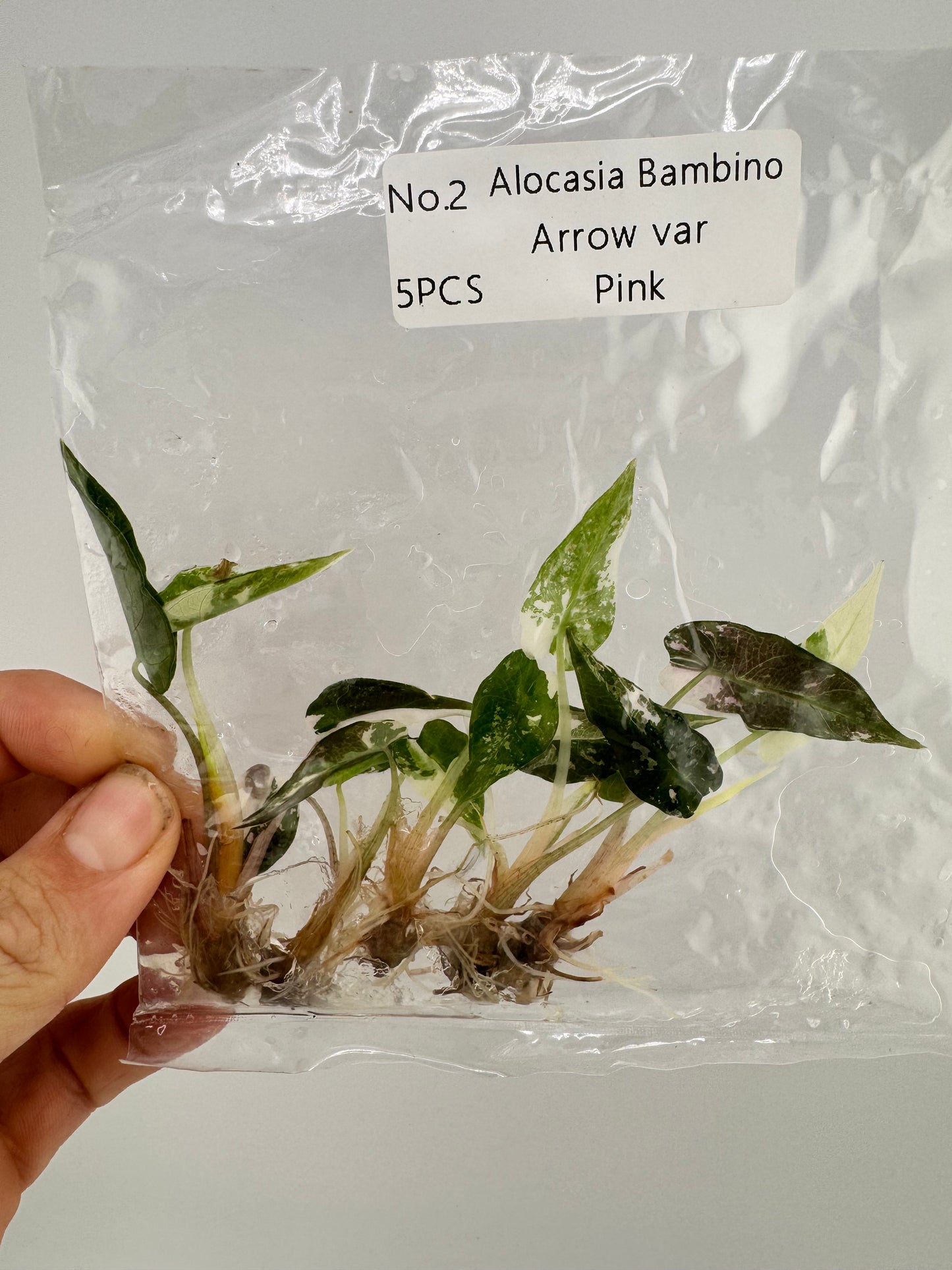 Alocasia Bambino Variegated Pink/Albo Tissue Culture Plants 5 pack #2