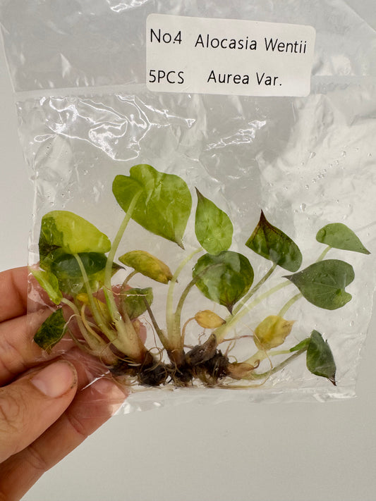 Alocasia Wentii Aurea Variegated Tissue Culture Plants 5 Pack #4