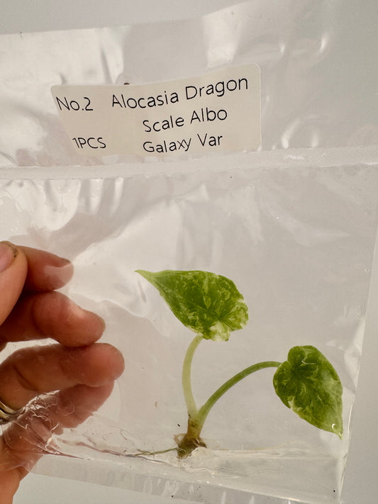Alocasia Dragon Scale Variegated Albo ‘Galaxy’ Tissue Culture Plant #2