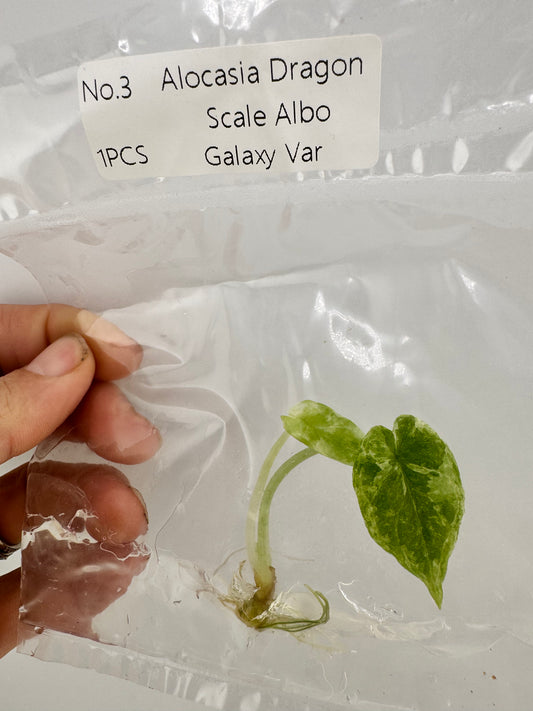 Alocasia Dragon Scale Variegated Albo ‘Galaxy’ Tissue Culture Plant #3