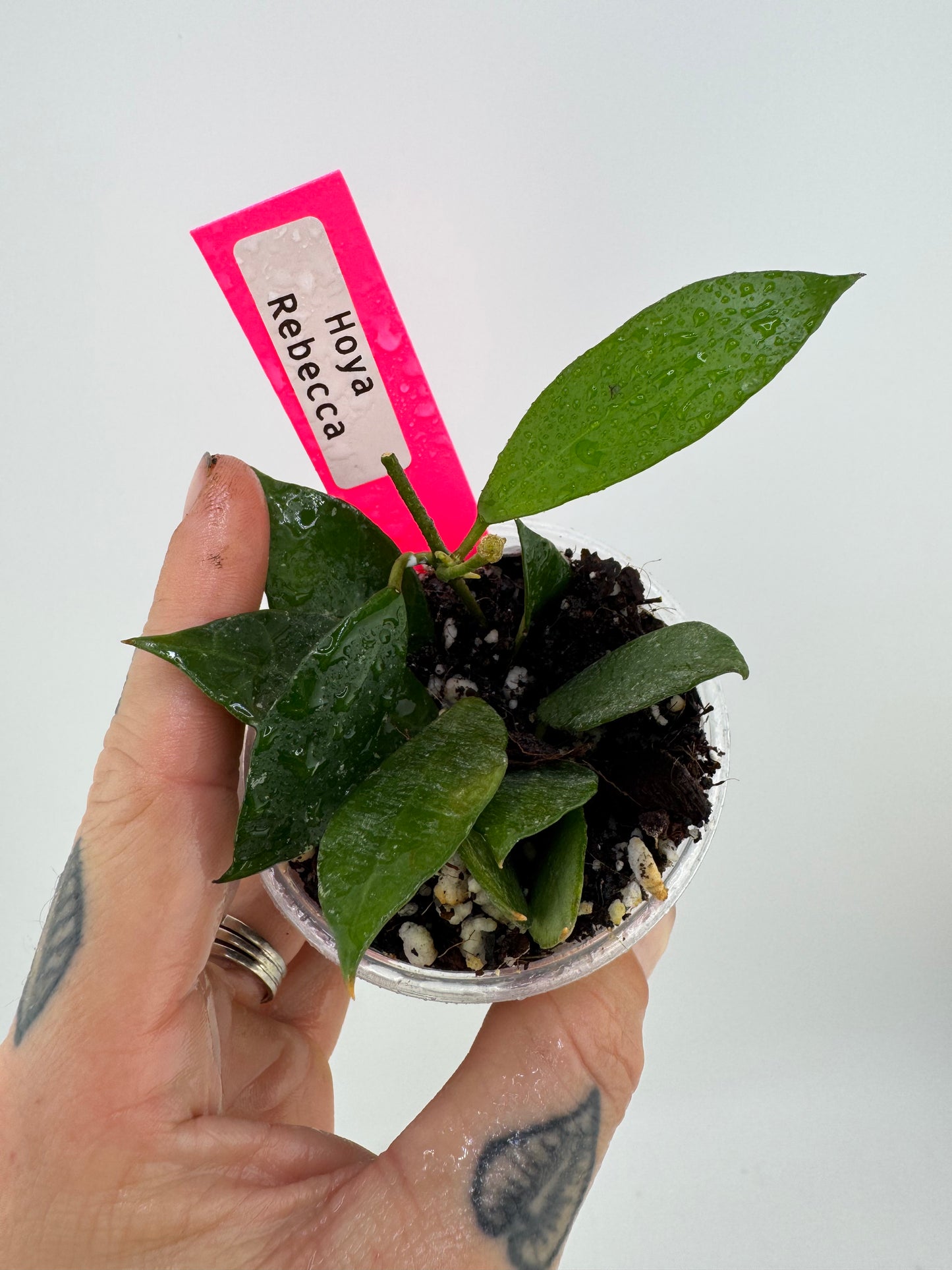 Hoya ‘Rebecca’