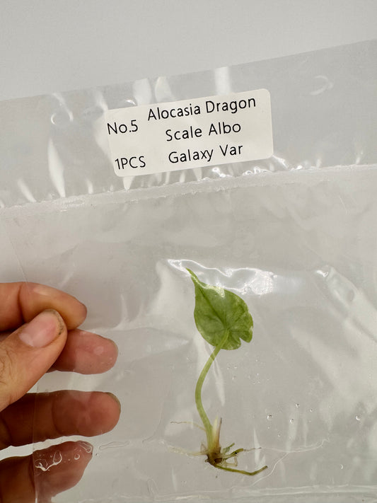 Alocasia Dragon Scale Variegated Albo ‘Galaxy’ Tissue Culture Plant #5