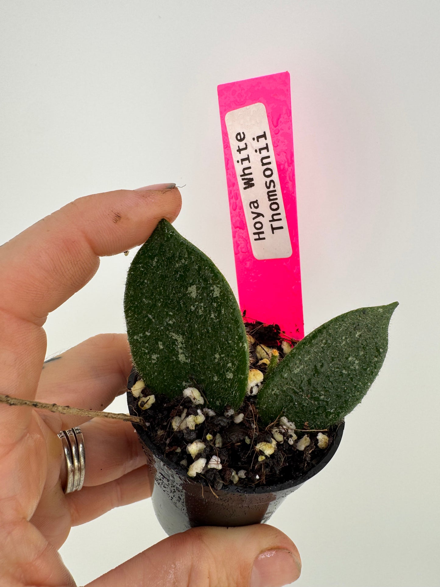 Hoya Thomsonii White