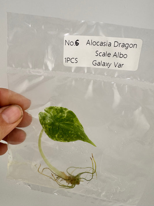 Alocasia Dragon Scale Variegated Albo ‘Galaxy’ Tissue Culture Plant #6