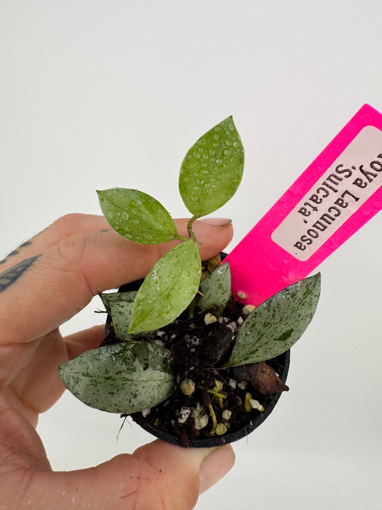 Hoya lacunosa ‘sulcata ’
