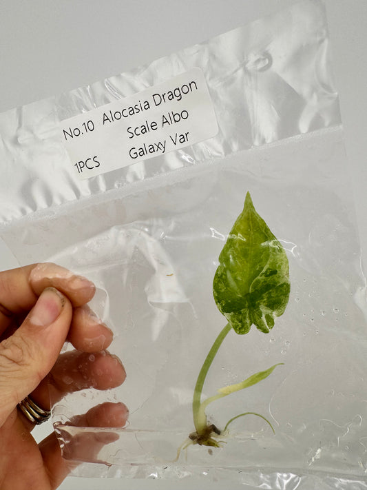 Alocasia Dragon Scale Variegated Albo ‘Galaxy’ Tissue Culture Plant #10