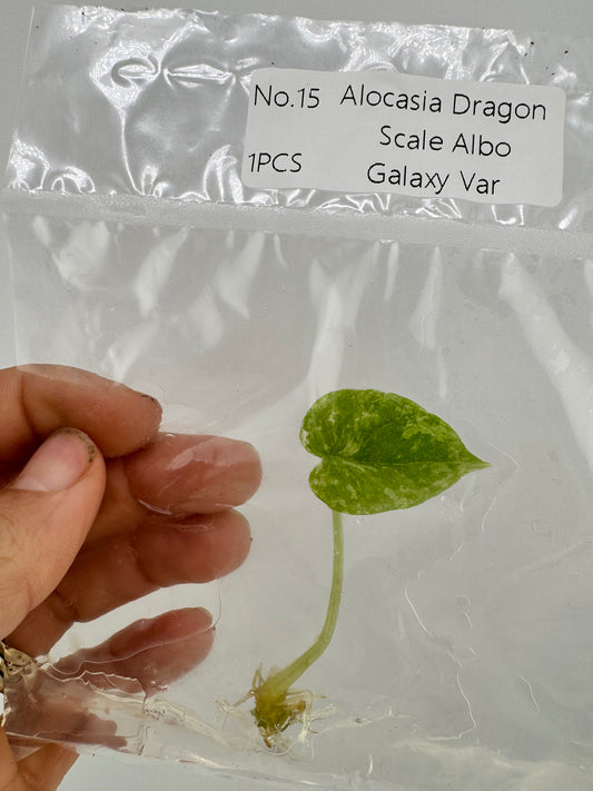 Alocasia Dragon Scale Variegated Albo ‘Galaxy’ Tissue Culture Plant #15