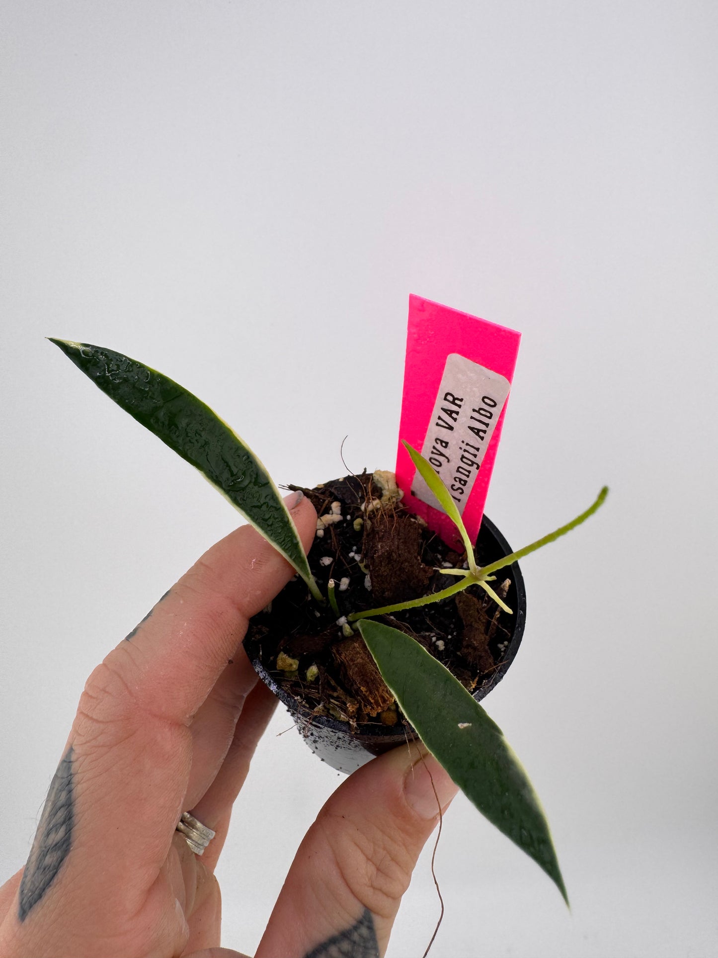 Hoya TSangii Albo