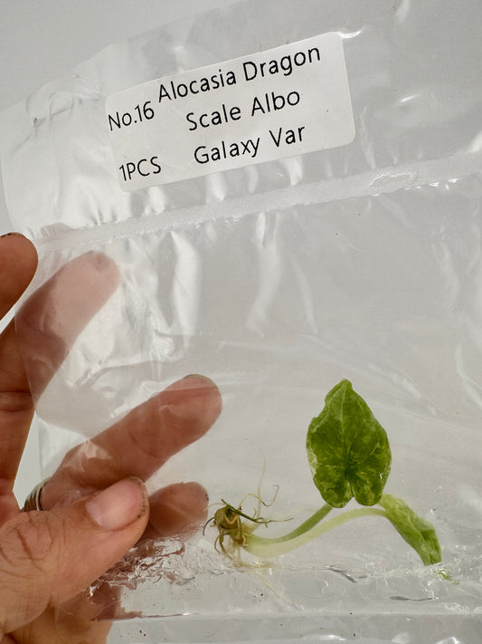 Alocasia Dragon Scale Variegated Albo ‘Galaxy’ Tissue Culture Plant #16