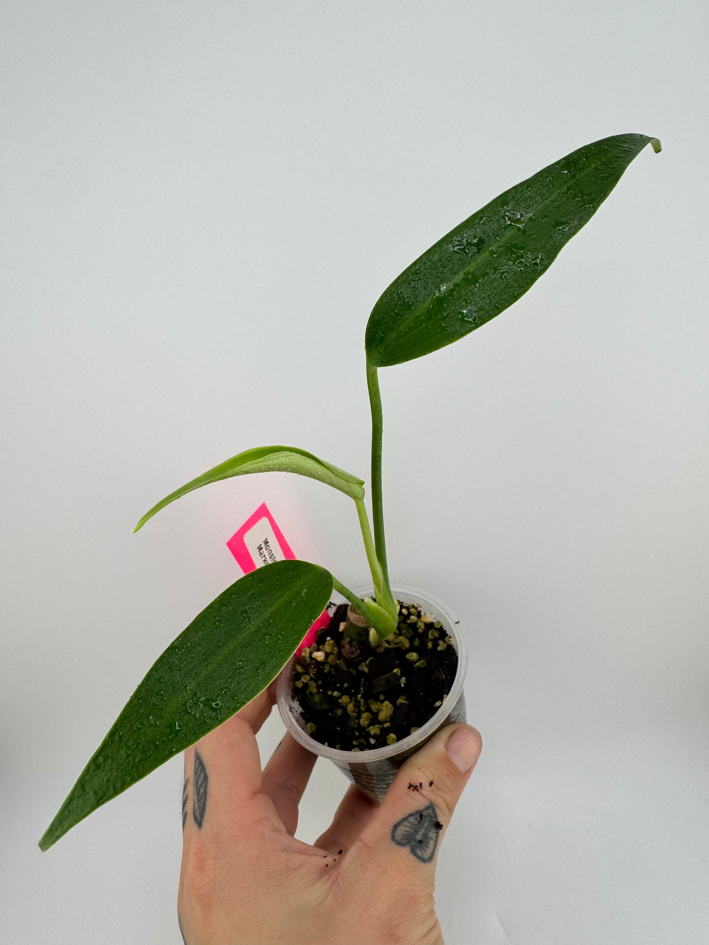 Monstera Burle Marx Flame