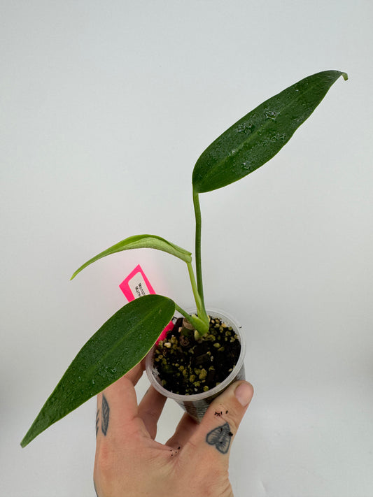 Monstera Burle Marx Flame