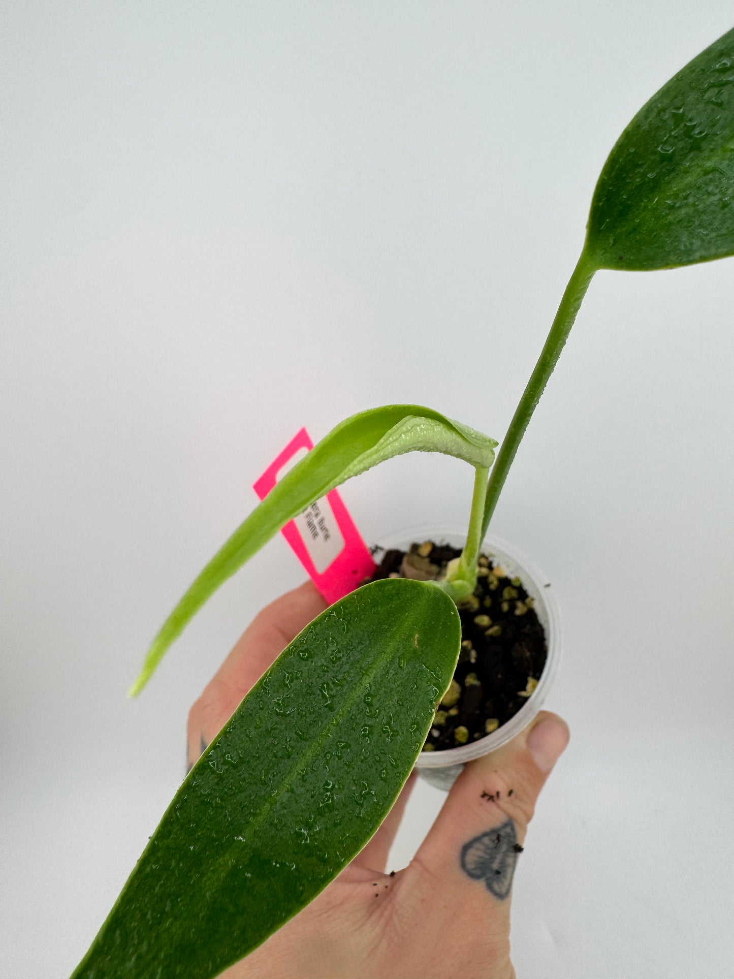 Monstera Burle Marx Flame