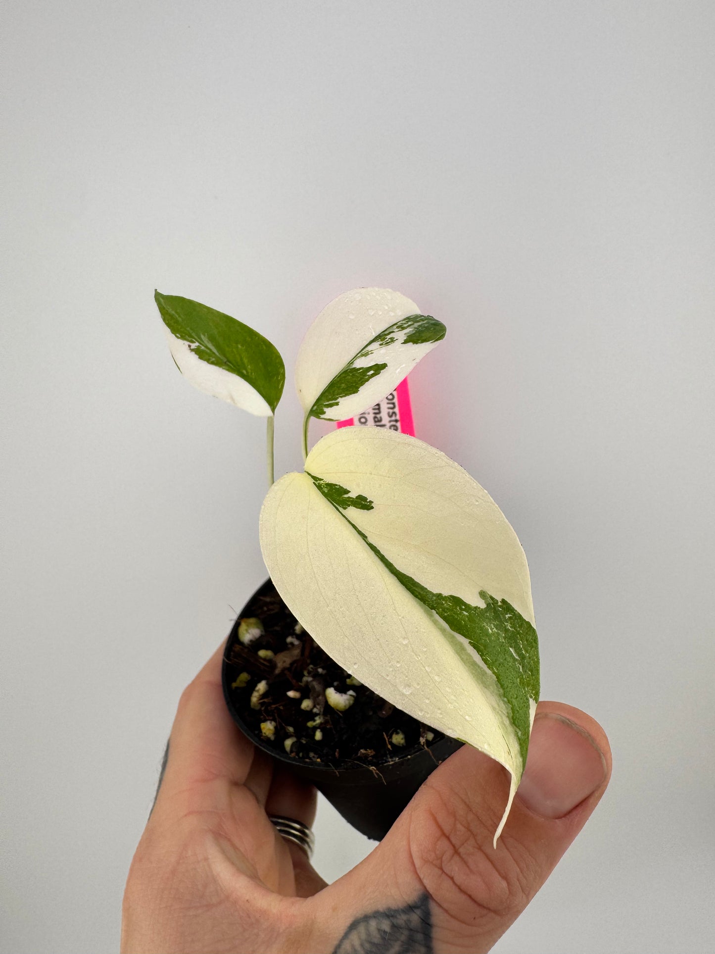 Monstera Deliciosa Variegated Albo (Small Form) #2