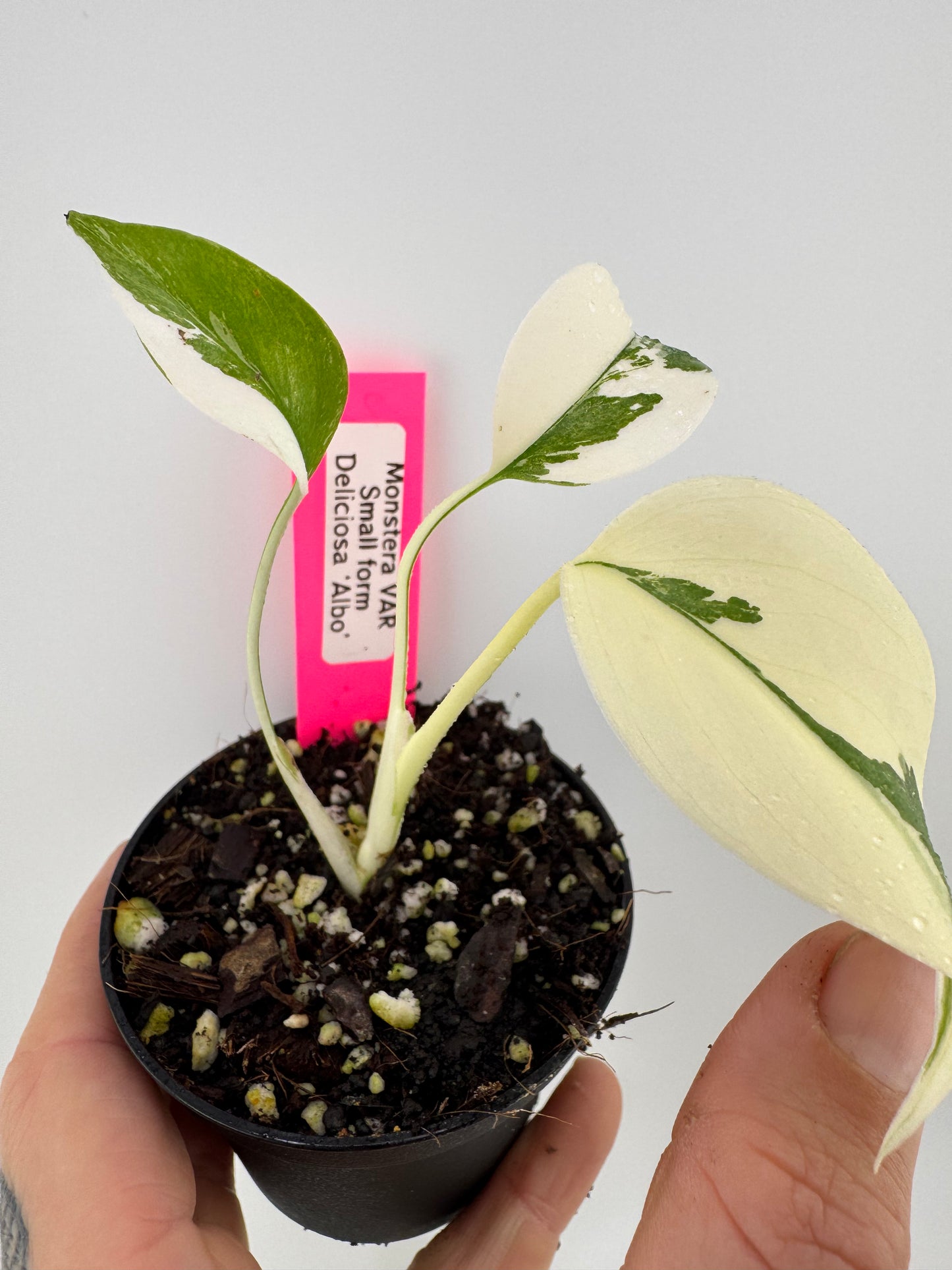 Monstera Deliciosa Variegated Albo (Small Form) #2
