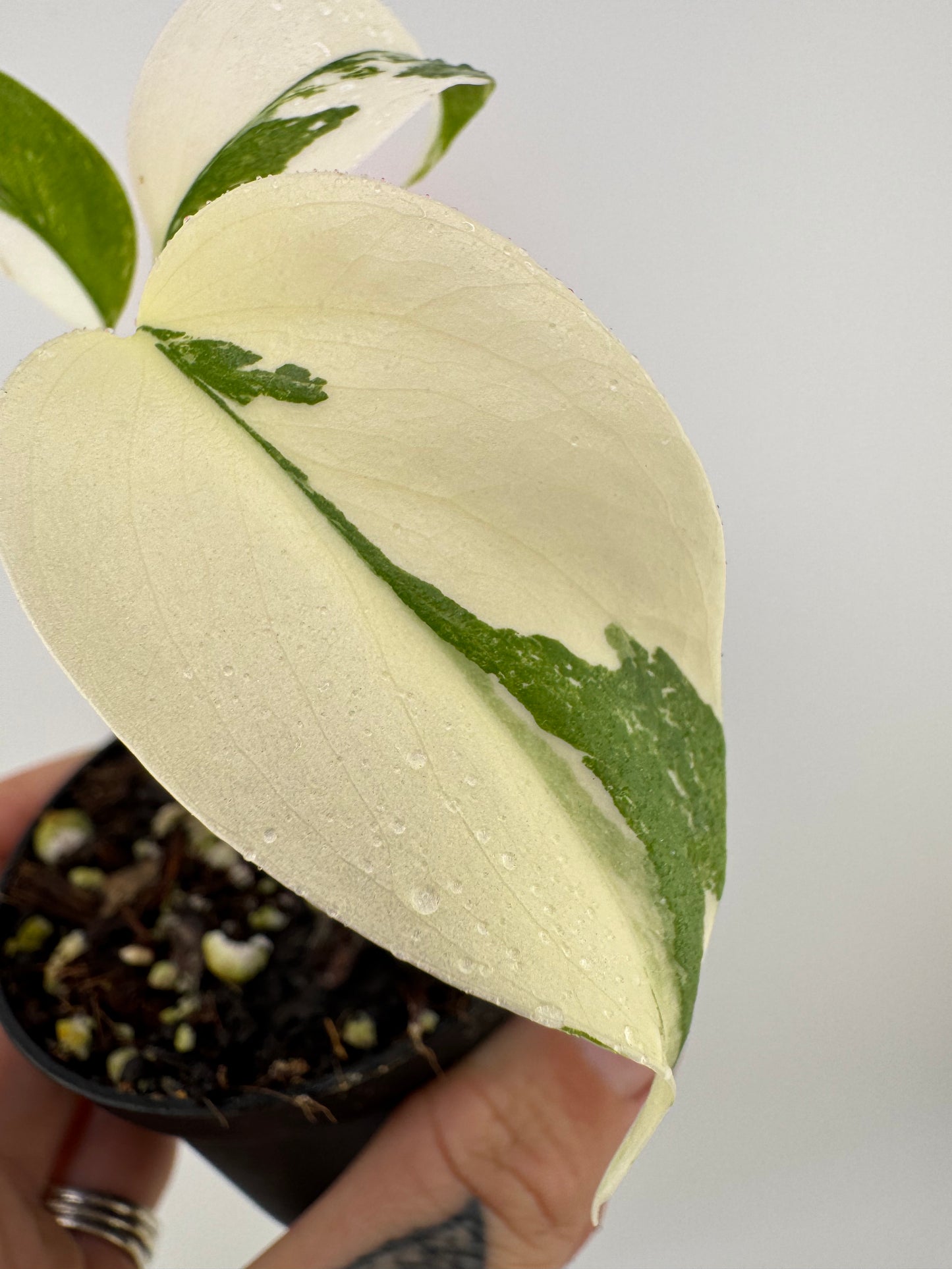 Monstera Deliciosa Variegated Albo (Small Form) #2