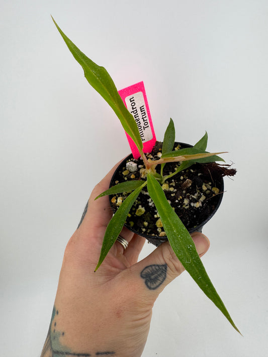 Philodendron Tortum