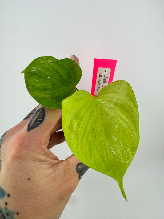 Philodendron fibraecataphyllum