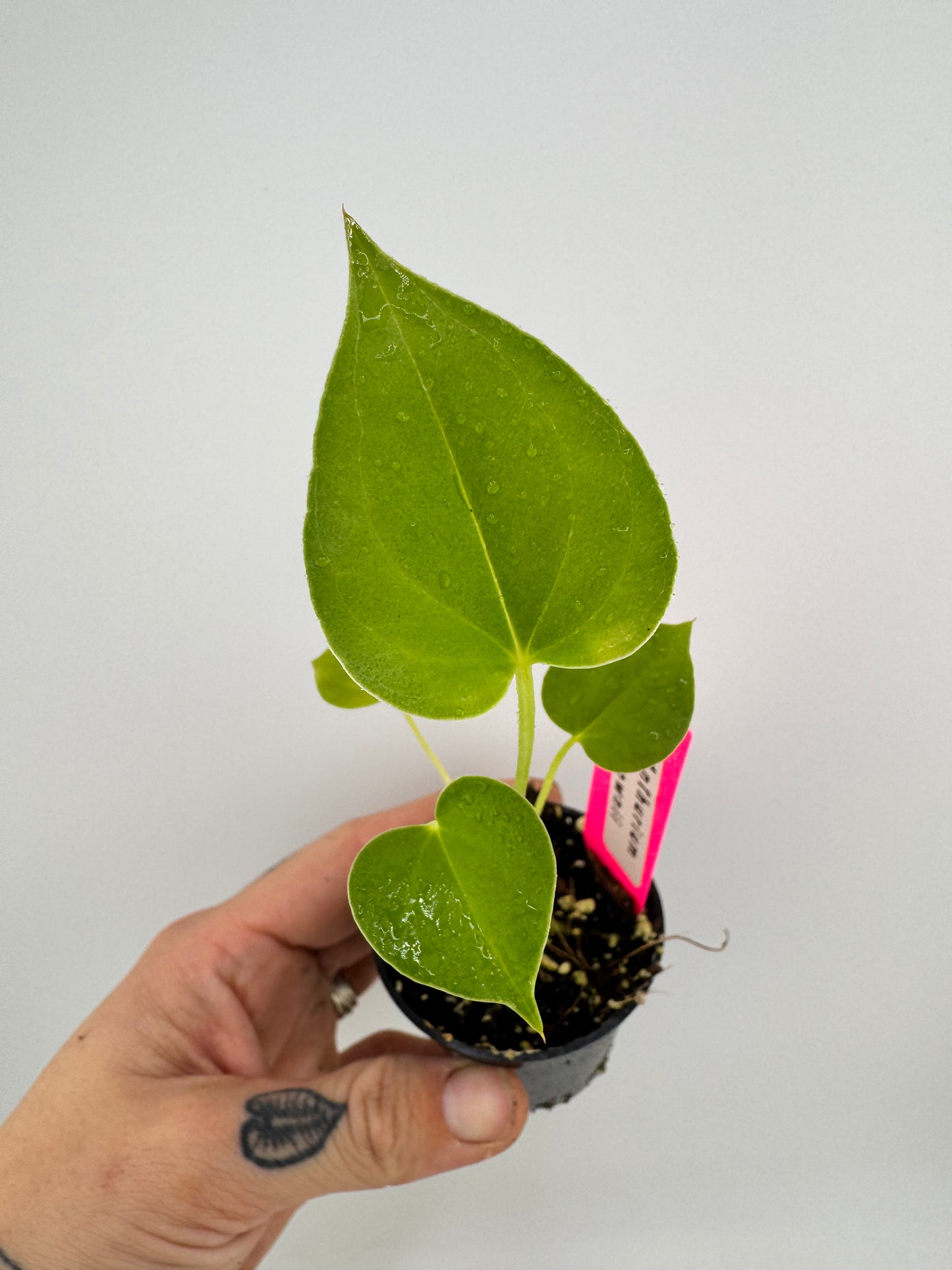 Anthurium Brownii