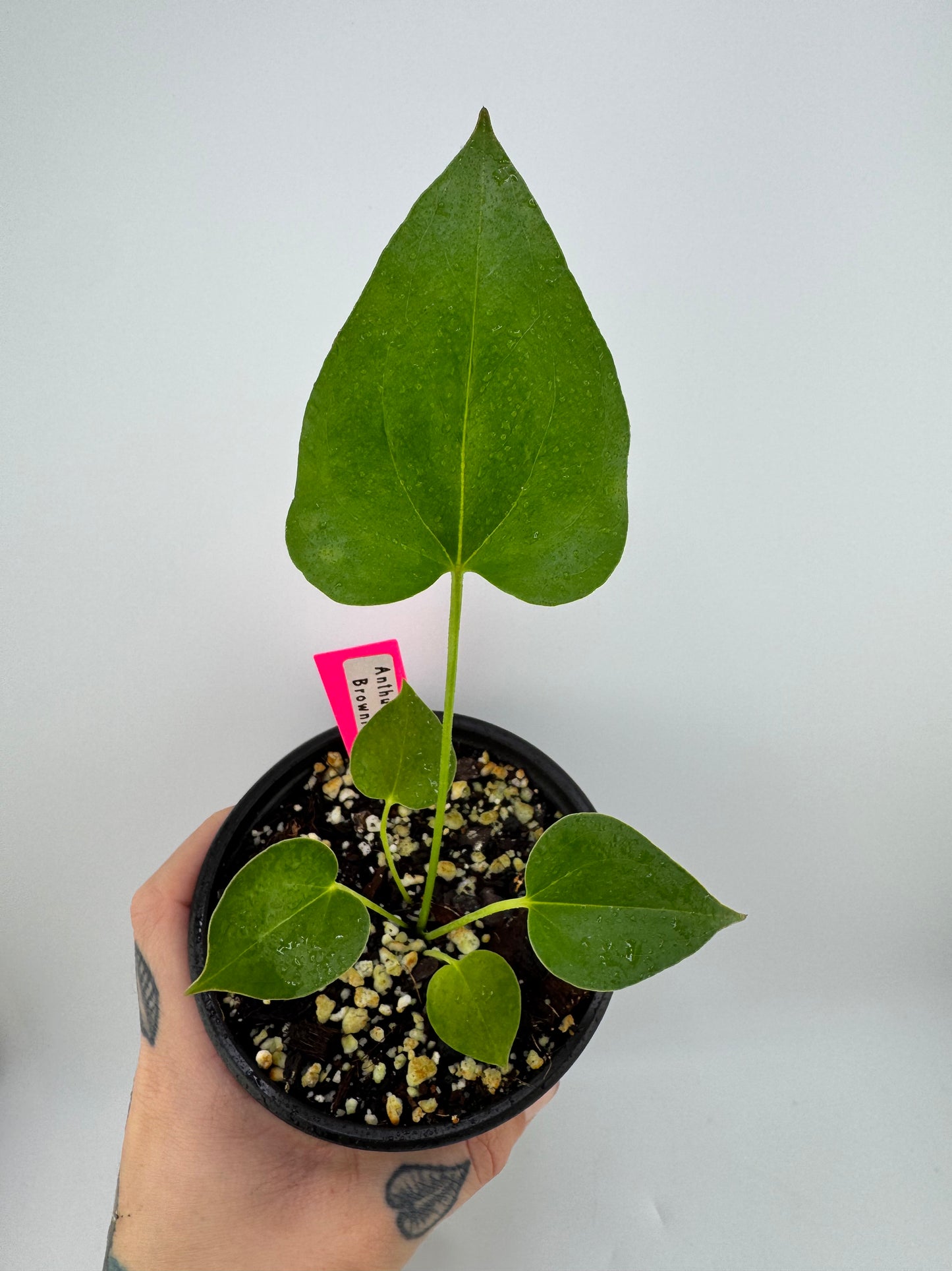 Anthurium Brownii