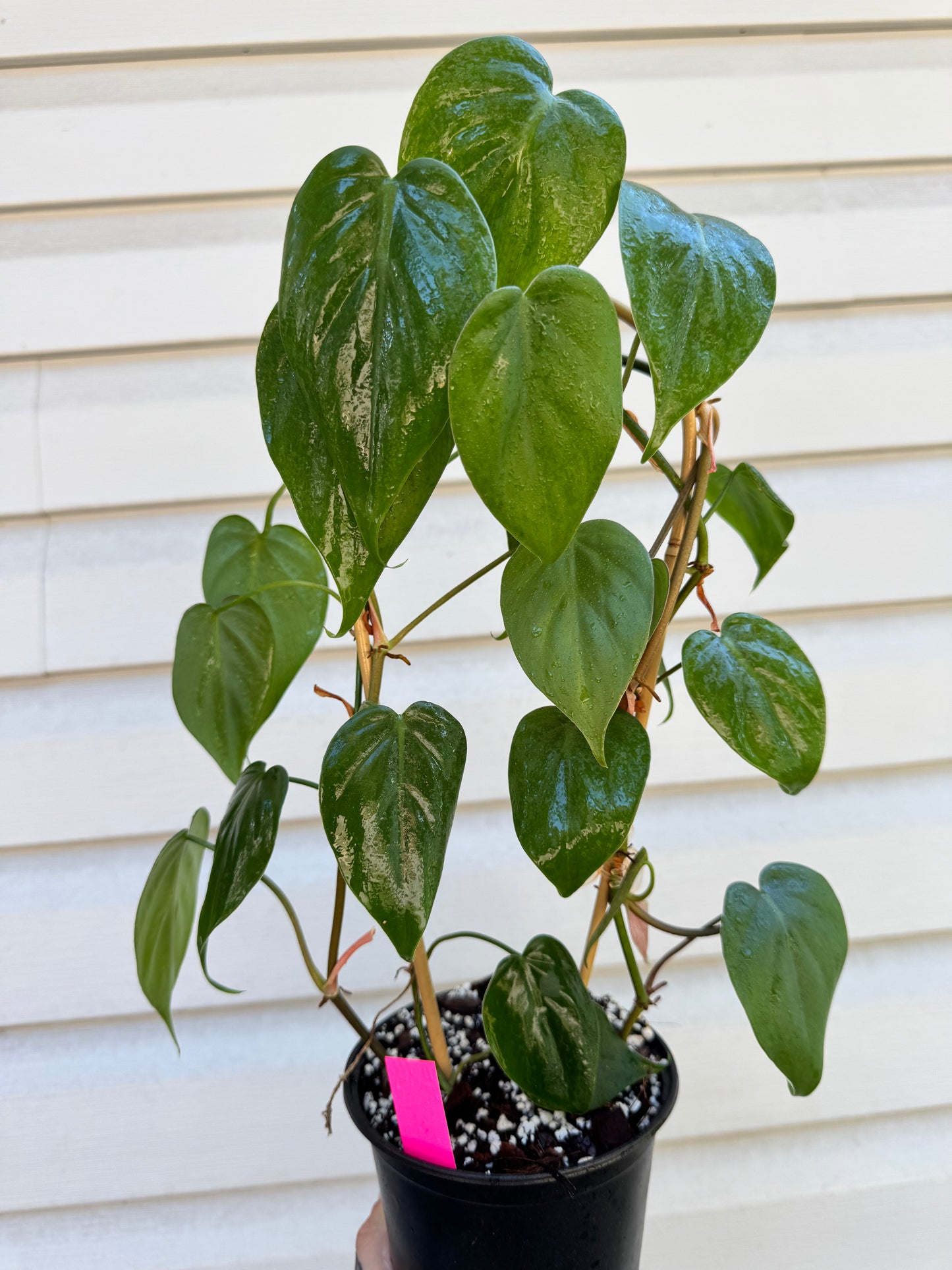 Philodendron Heartleaf on 16” trellis