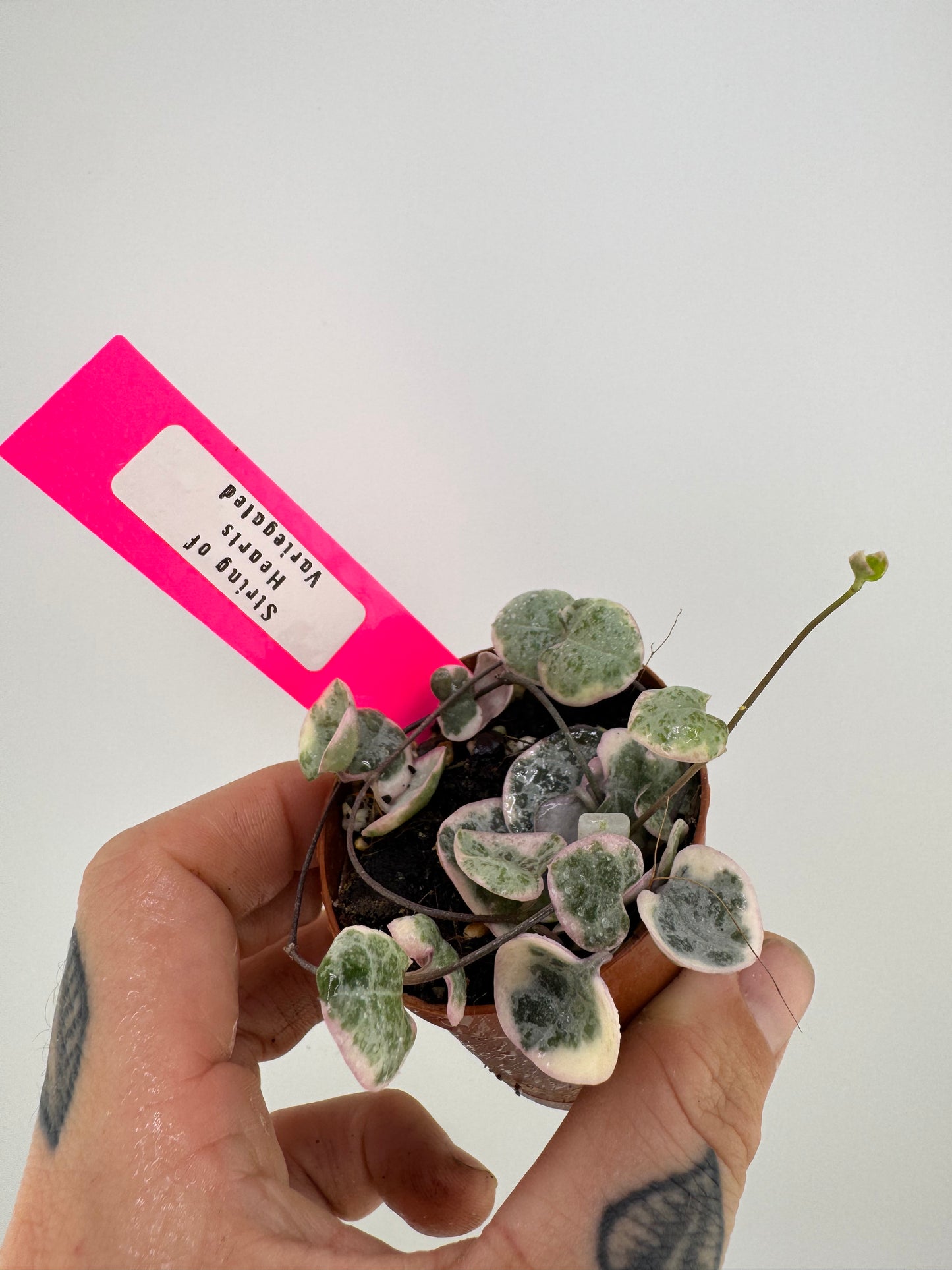 String of Hearts Variegated