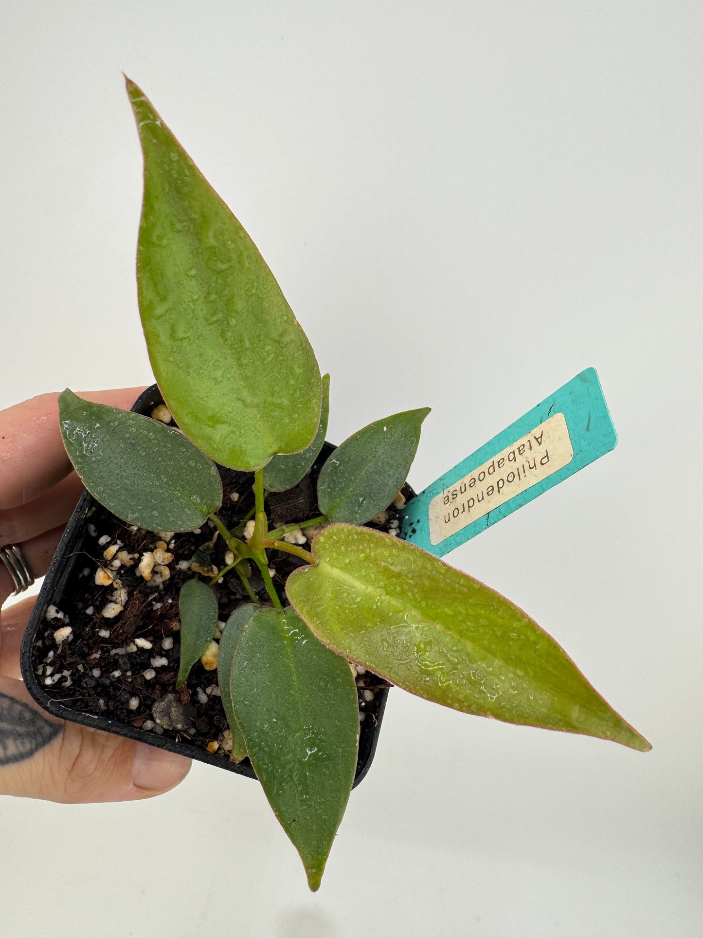 Philodendron Atabapoense