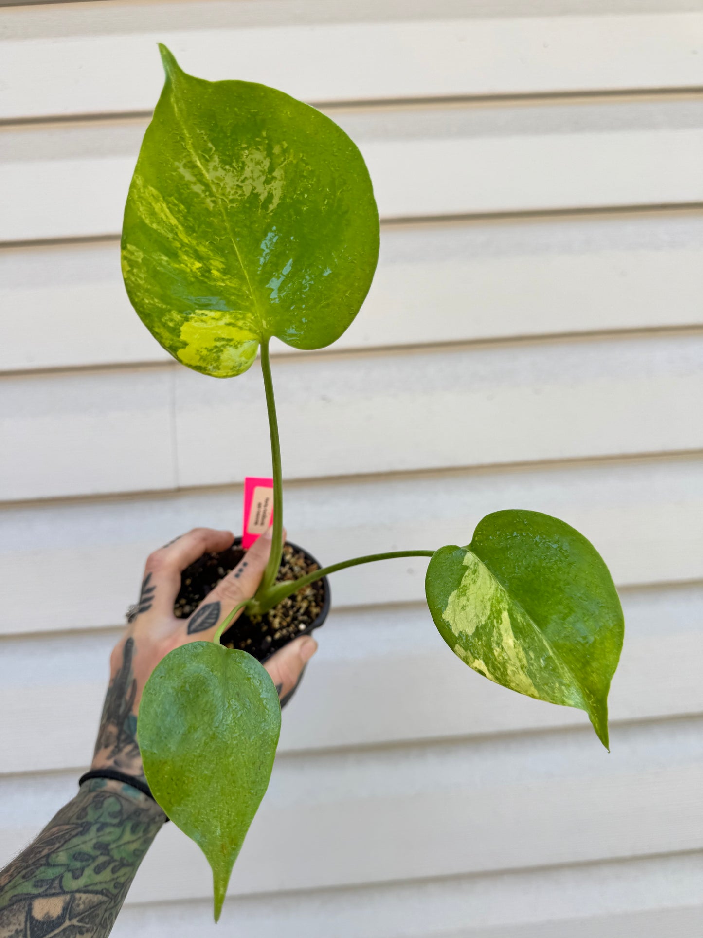 Monstera Deliciosa (Small Form) Aurea Variegated