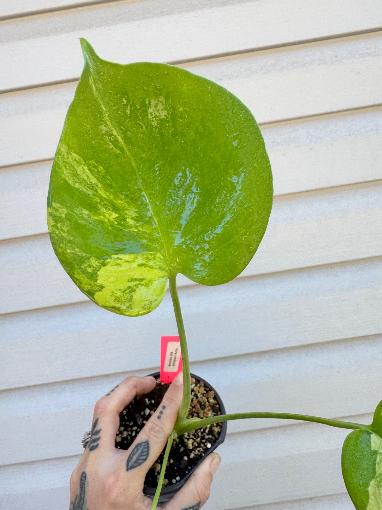 Monstera Deliciosa (Small Form) Aurea Variegated