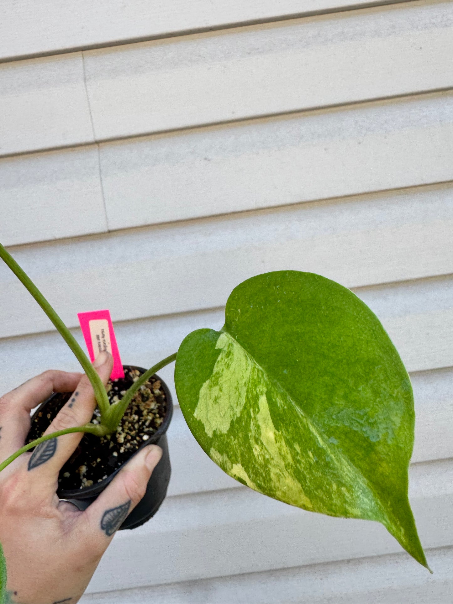 Monstera Deliciosa (Small Form) Aurea Variegated