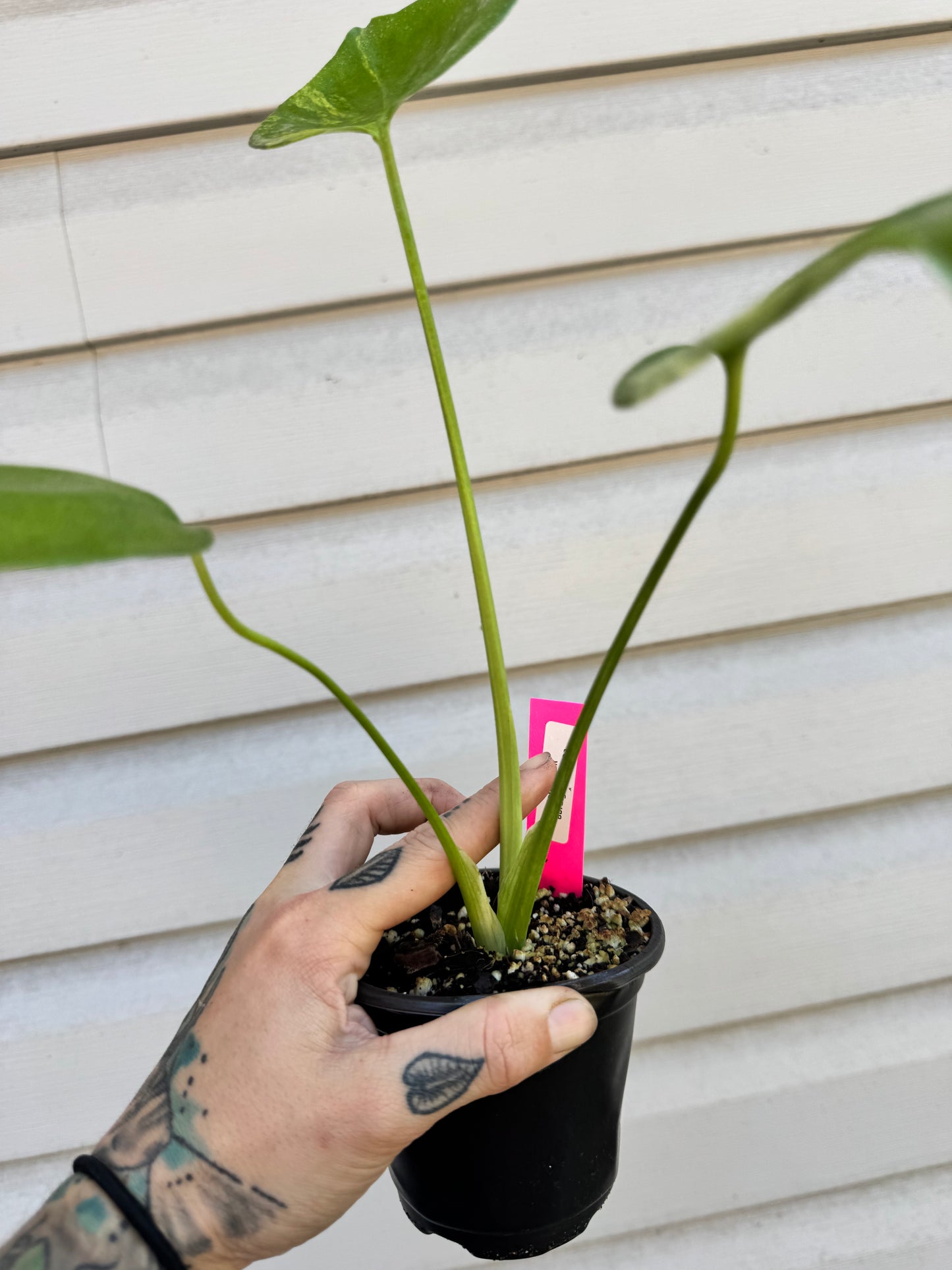 Monstera Deliciosa (Small Form) Aurea Variegated
