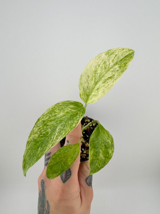 Monstera Laniata ‘Mint’ Variegated