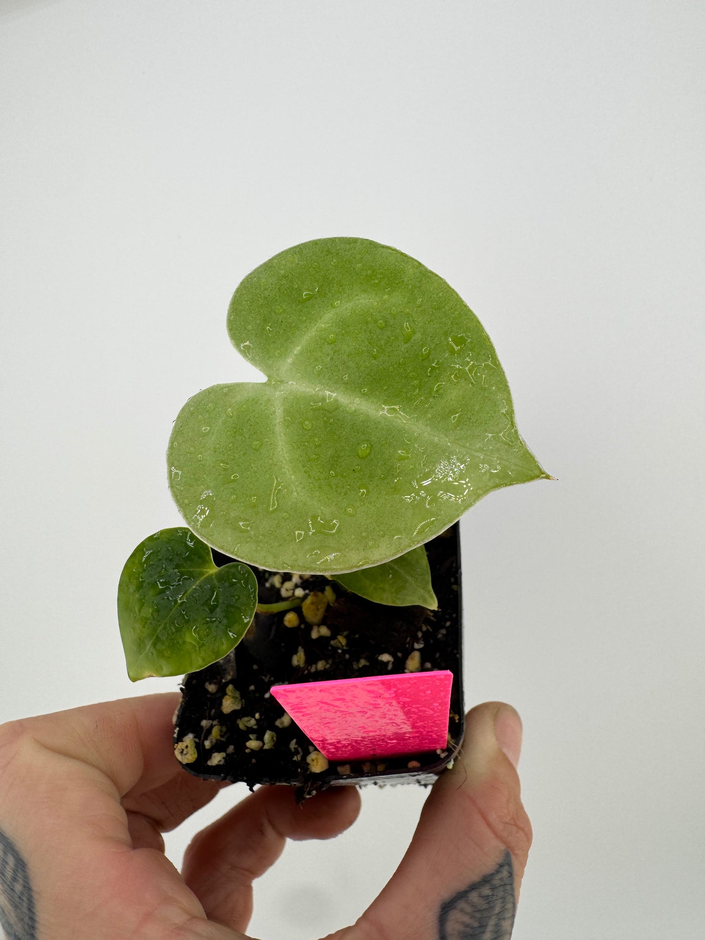 Anthurium Clarinervium