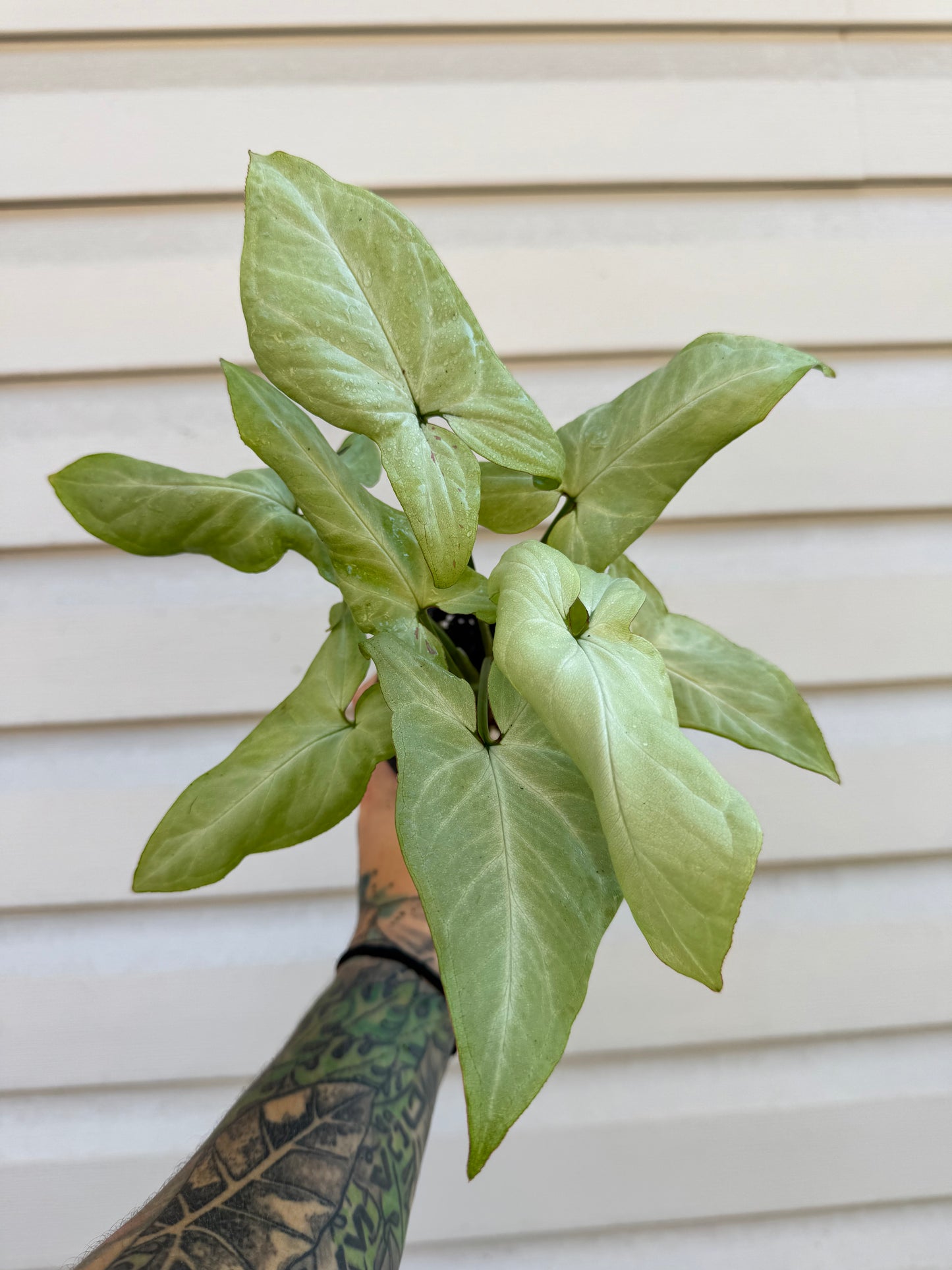 Syngonium Pink Salmon