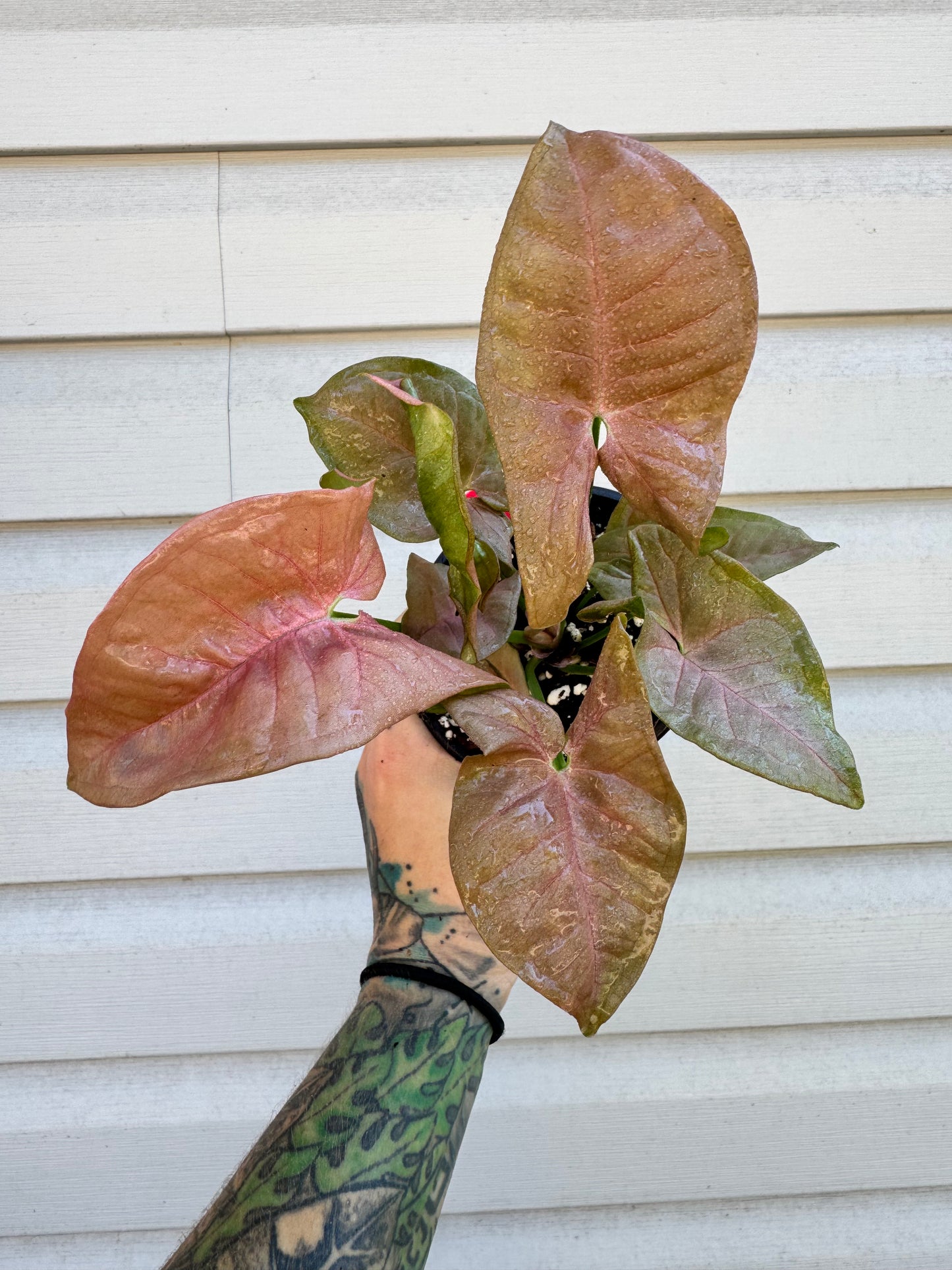 Syngonium Milk Confetti Revert