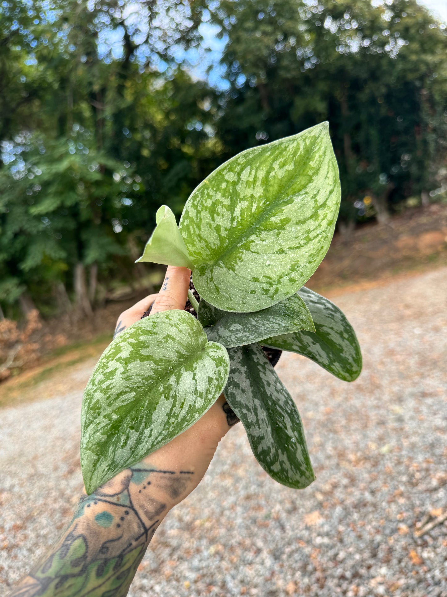 Scindapsus Pictus ‘Exotica’