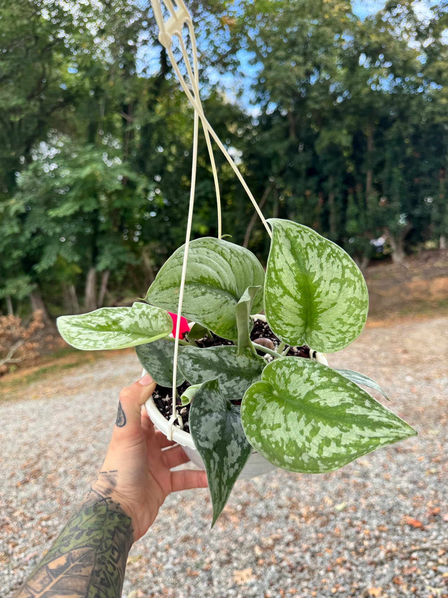 Scindapsus Pictus ‘Exotica’