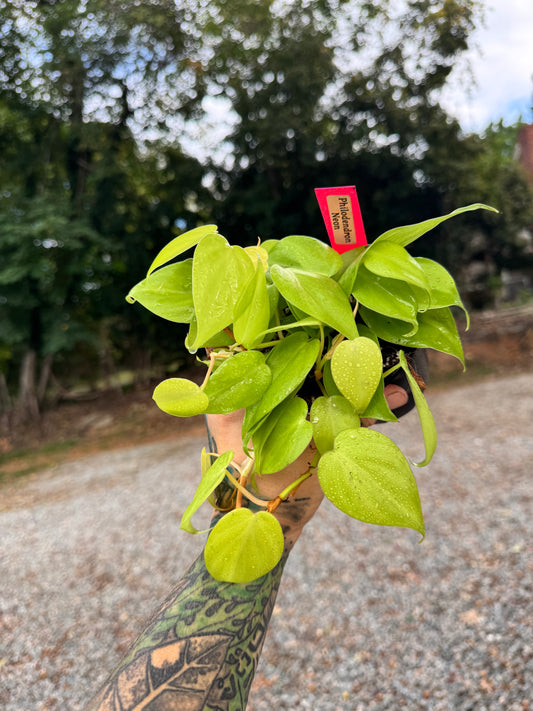 Philodendron Heartleaf ‘Neon’
