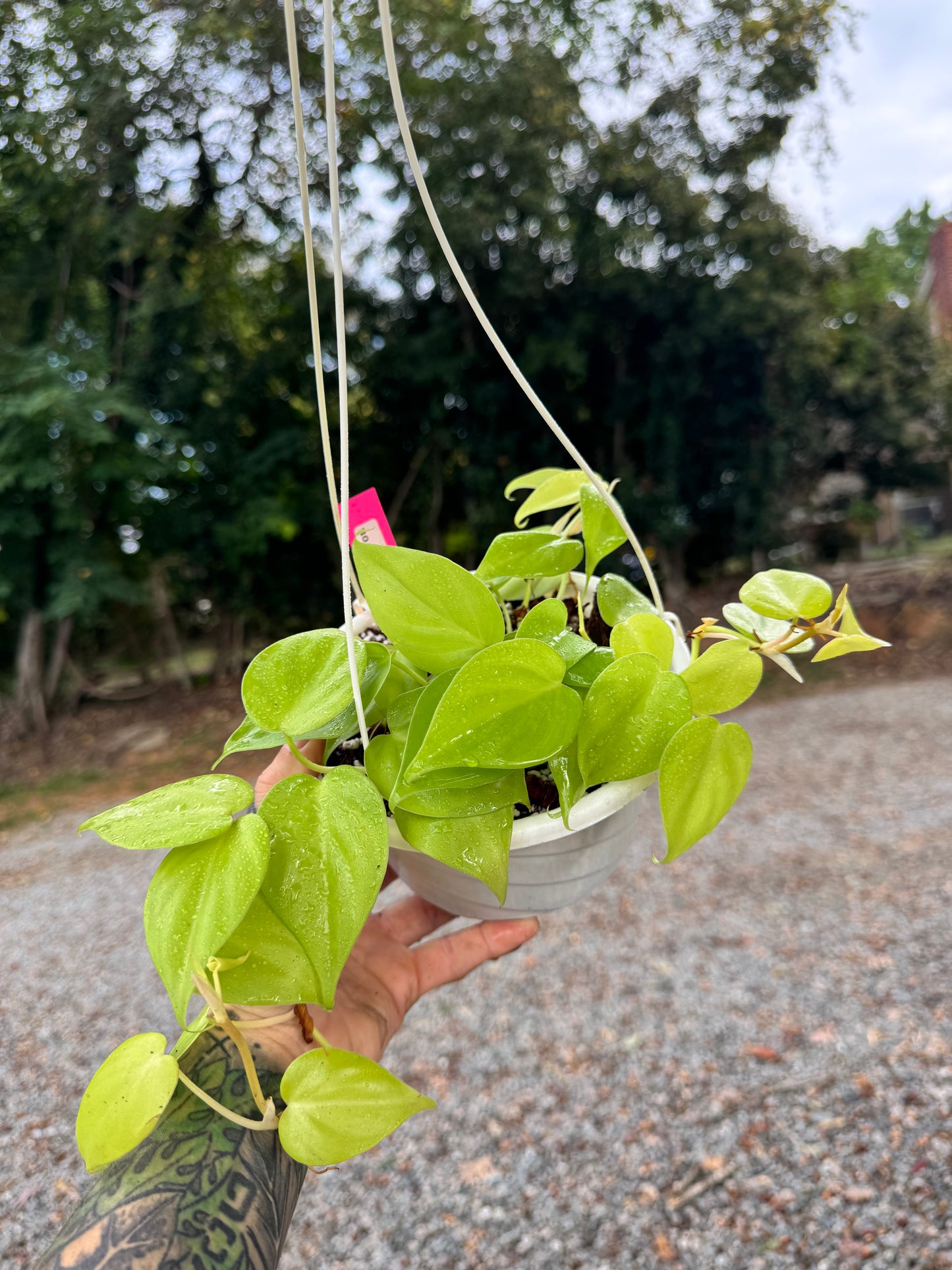 Philodendron Heartleaf ‘Neon’