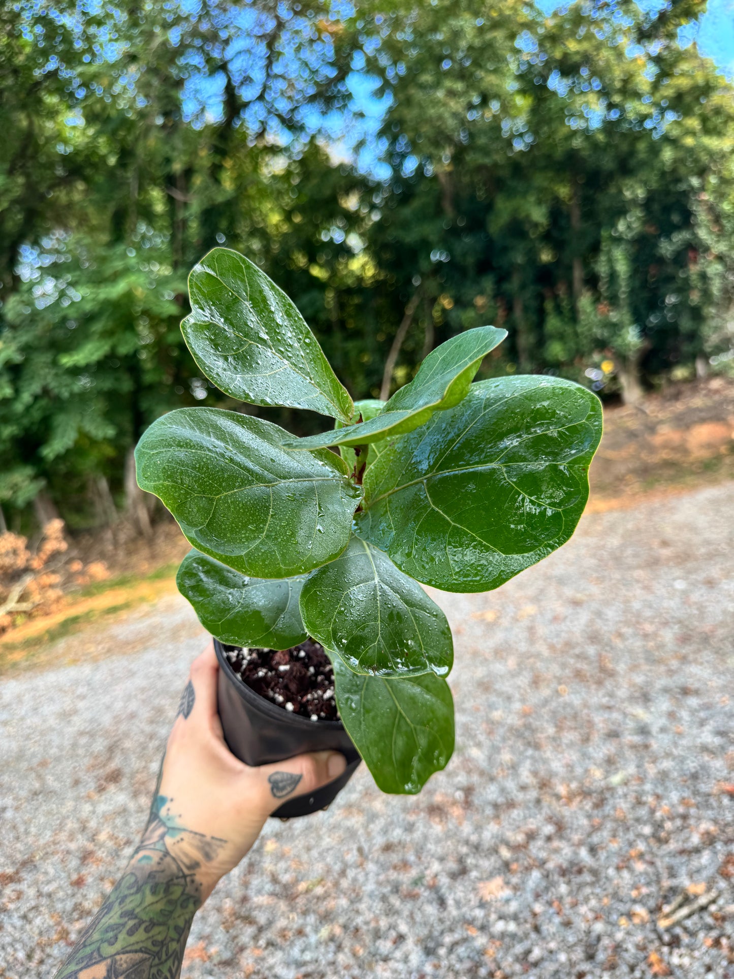 Fiddle Leaf Fig