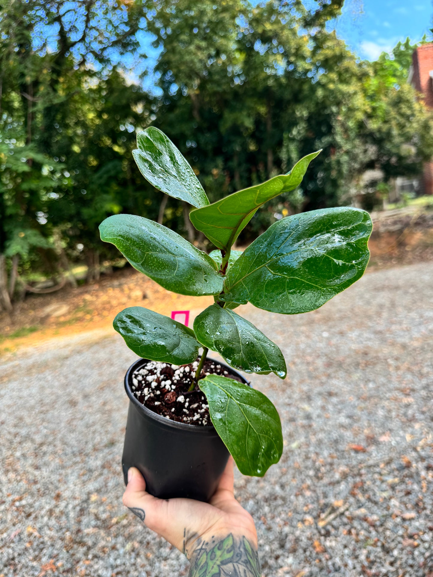 Fiddle Leaf Fig
