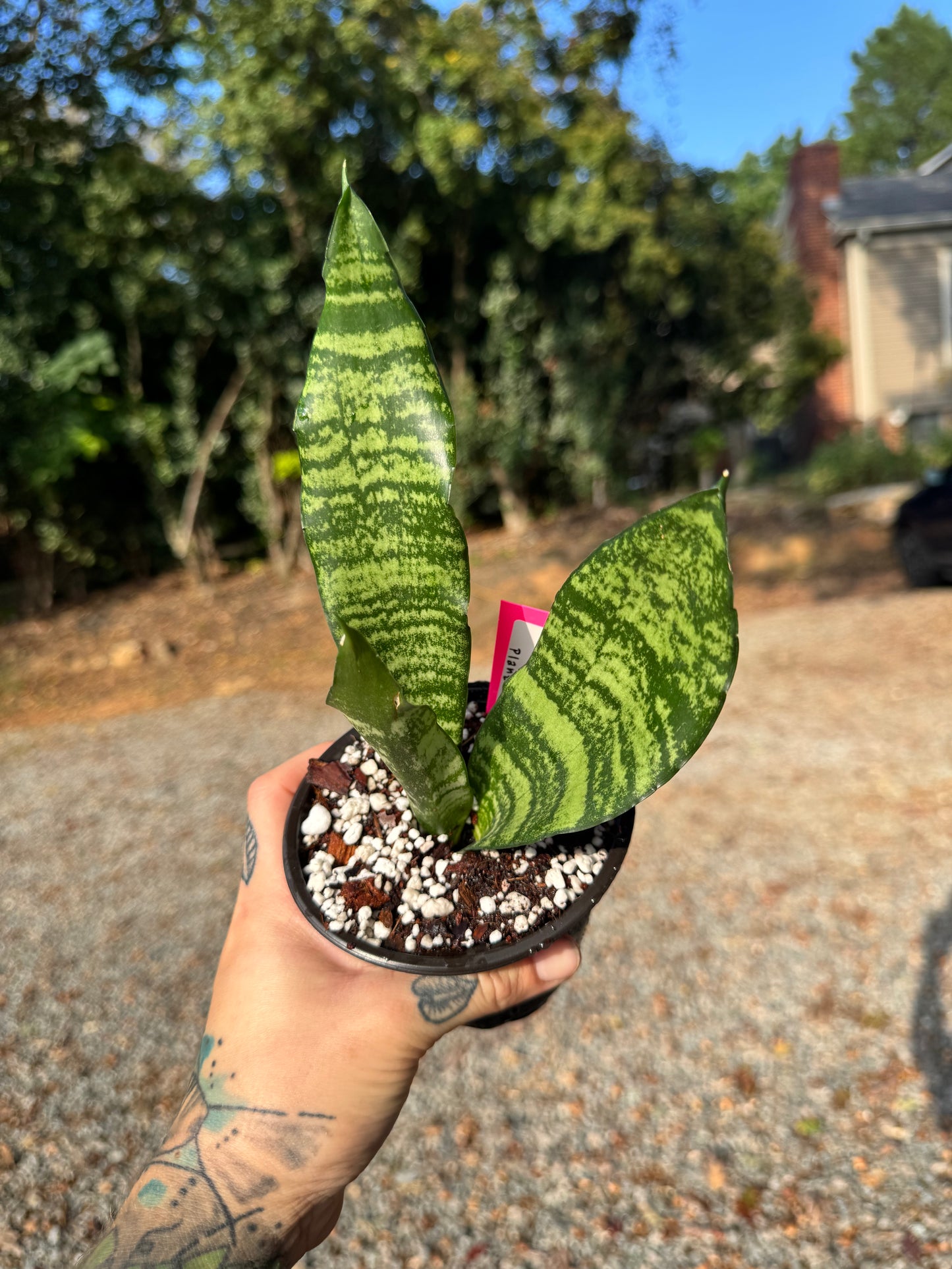 Snake Plant