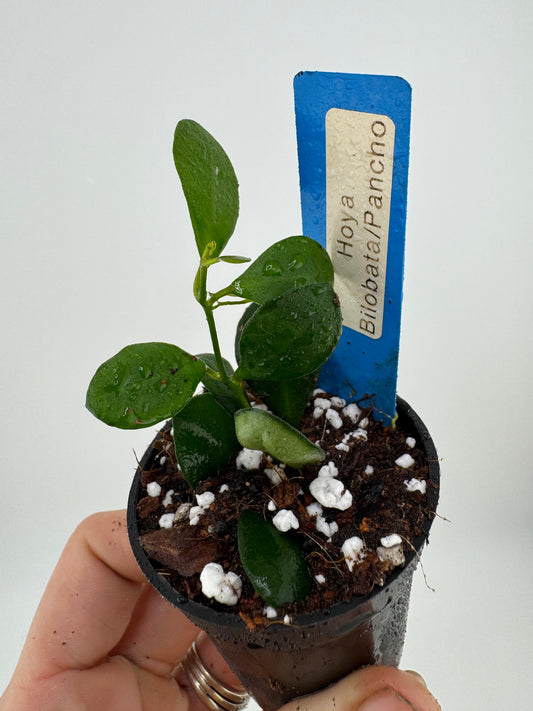 Hoya ‘Panchoi’ AKA ‘Bilobata’