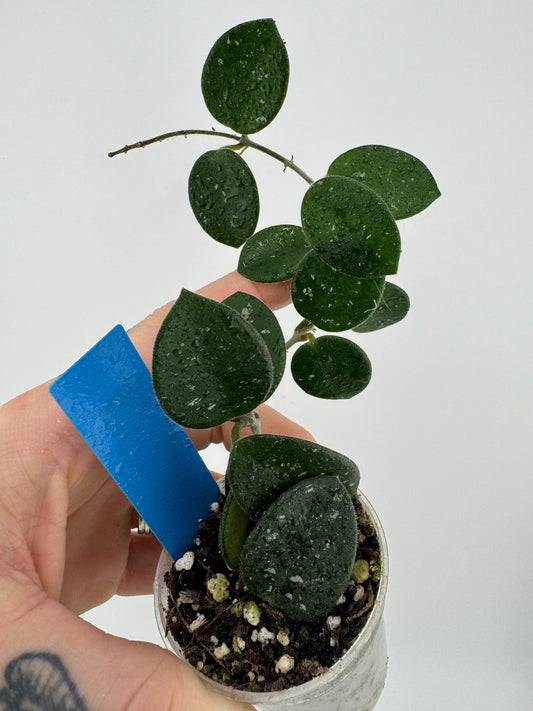 Hoya mathilde splash