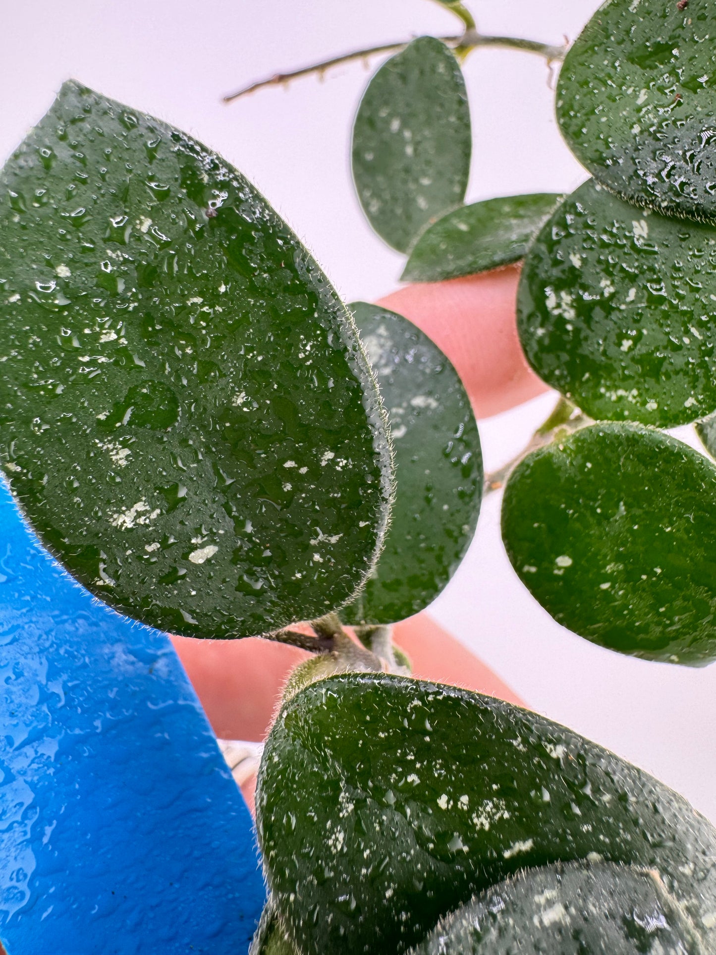 Hoya mathilde splash