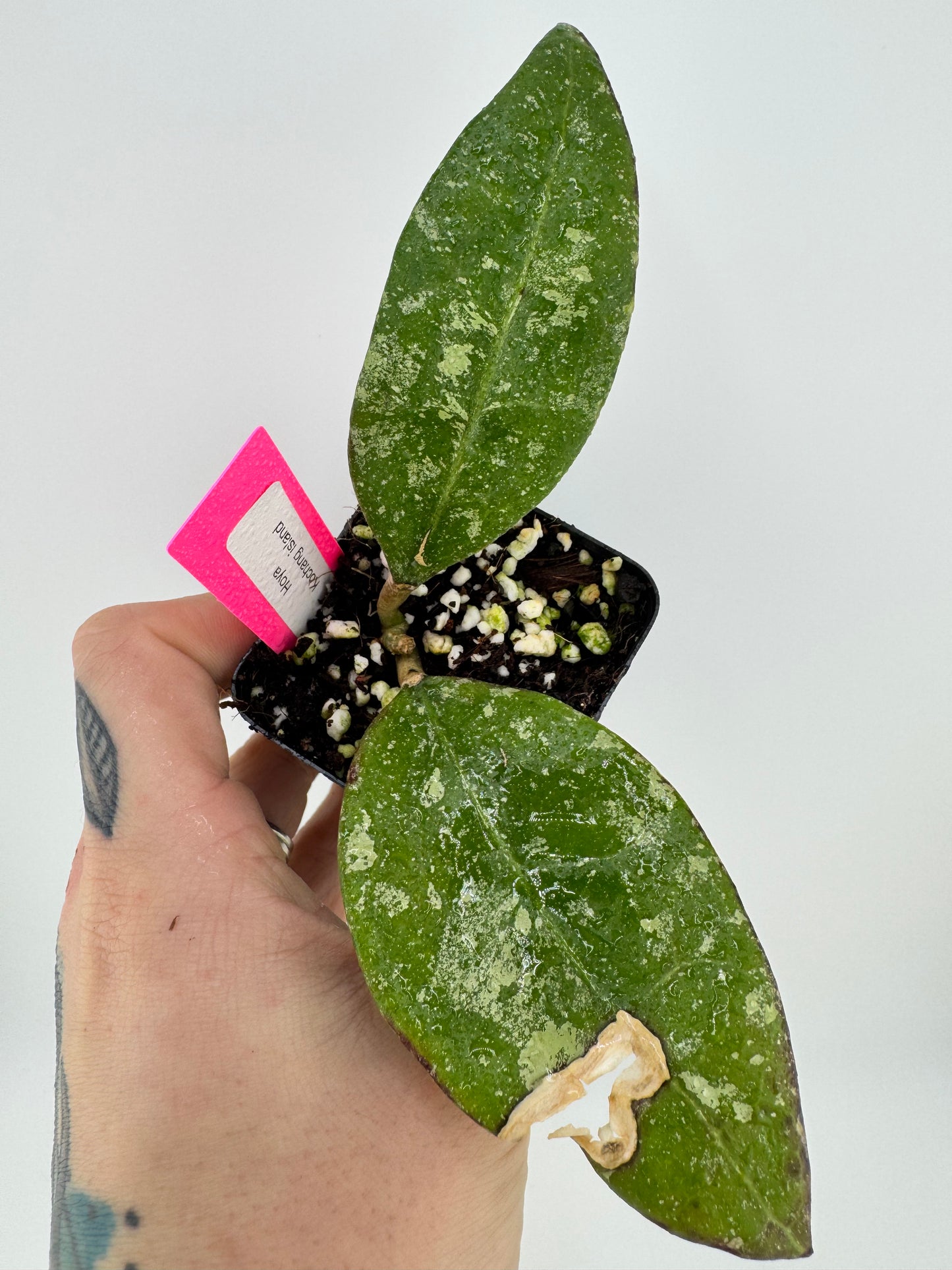 Hoya ‘Kochang Island’