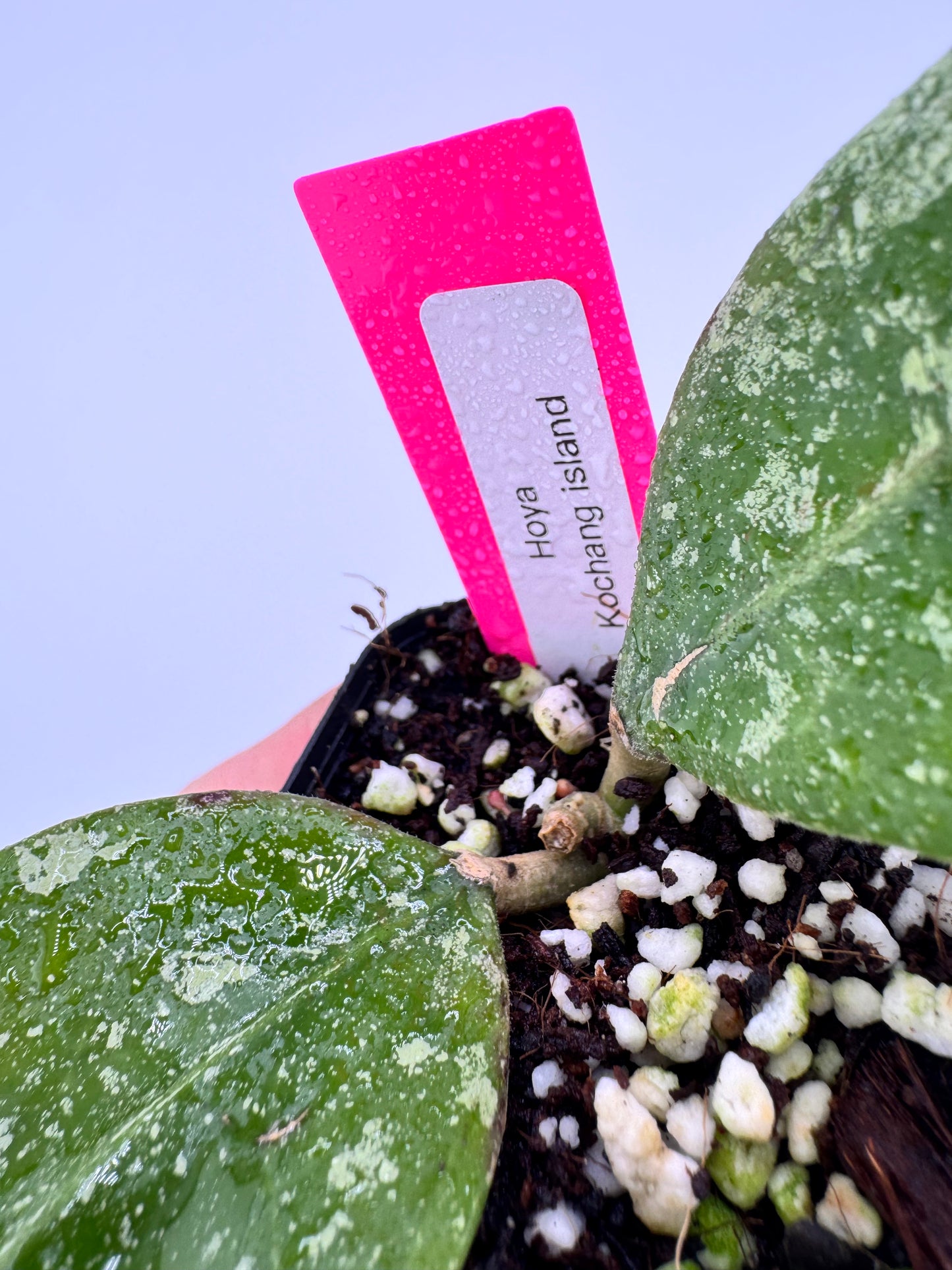 Hoya ‘Kochang Island’