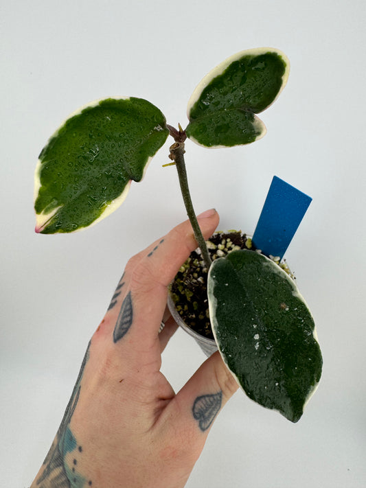 Hoya Carnosa ‘crimson queen’
