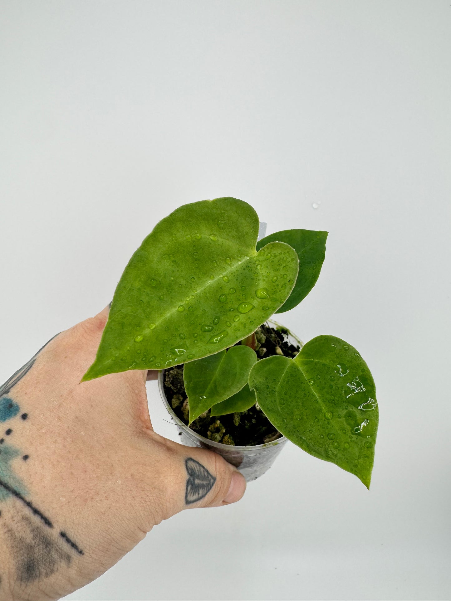 Anthurium Clarinervium